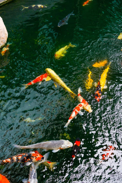 istock Koi fish in the found, japanese garden 1097459144