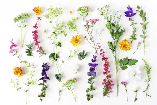 Summer botanical pattern. Floral composition of fewerfew, erica, sage and chrysanthemum flowers and green alchemilla plants on white wooden background. Styled stock photo. Flat lay, top view. Summer botanical pattern. Floral composition of fewerfew, erica, sage and chrysanthemum flowers and green alchemilla plants on white wooden background, styled stock photo. Flat lay, top view. sage photos stock pictures, royalty-free photos & images