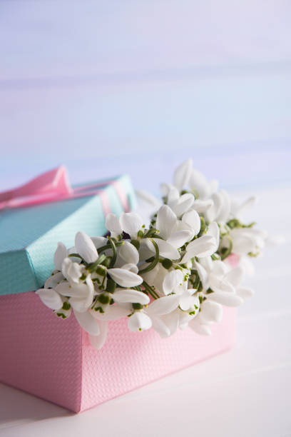 istock Cute open gift box with snowdrops on white wooden table 1097462314