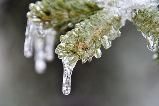 Ice buildup on a pine tree branch