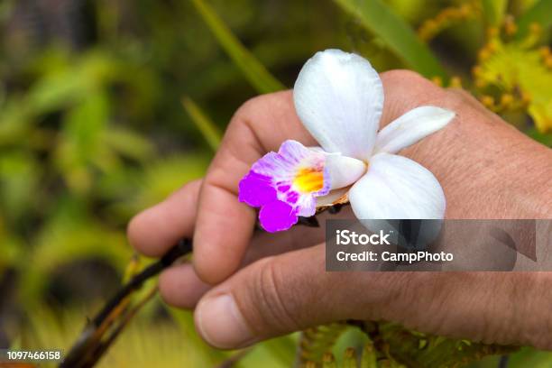 Native Orchid Close Up Stock Photo - Download Image Now - Beauty In Nature, Big Island - Hawaii Islands, Botany