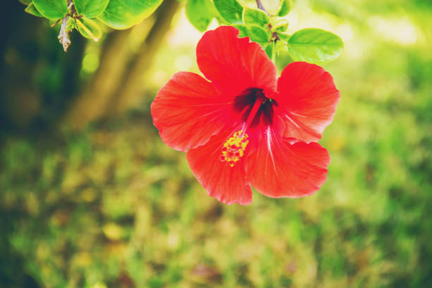 istock Flowering hibiscuses. selective focus. fauna and flora. 1097467230