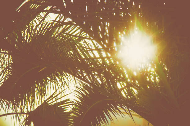 istock palm leaves against the sky. Selective focus. nature 1097467240