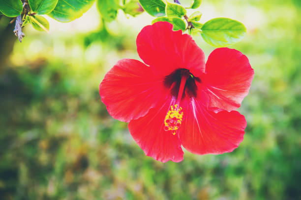 istock Flowering hibiscuses. selective focus. fauna and flora. 1097467274