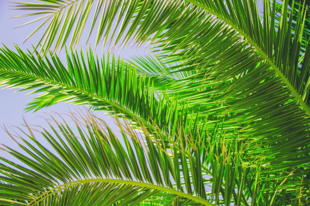 istock palm leaves against the sky. Selective focus. nature 1097467398