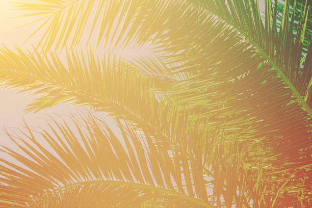 istock palm leaves against the sky. Selective focus. nature 1097467404