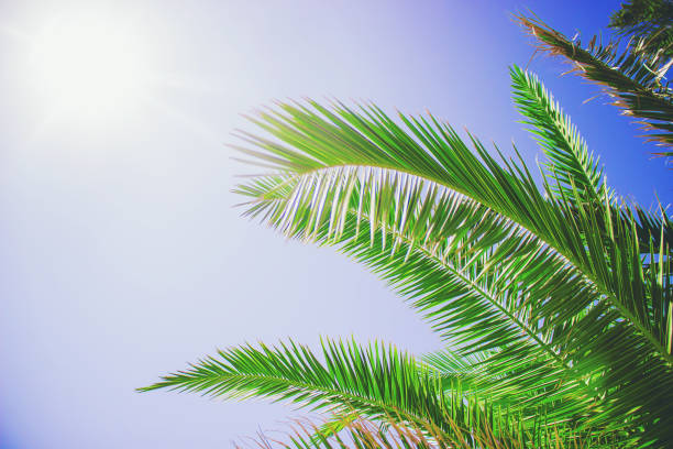 istock palm leaves against the sky. Selective focus. nature 1097467408