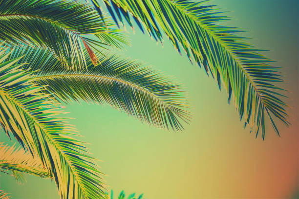 istock palm leaves against the sky. Selective focus. nature 1097467410