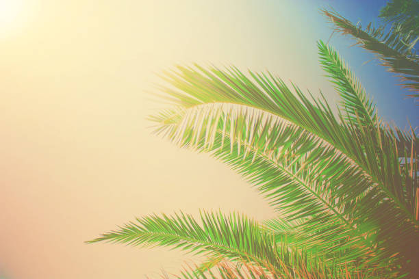istock palm leaves against the sky. Selective focus. nature 1097467418