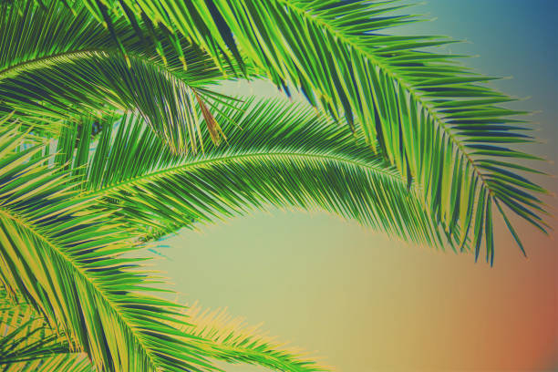 istock palm leaves against the sky. Selective focus. nature 1097467464