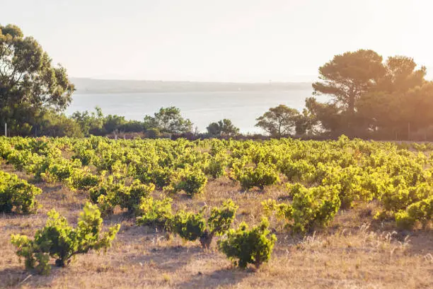 Photo of Spanish vineyards at sunrise