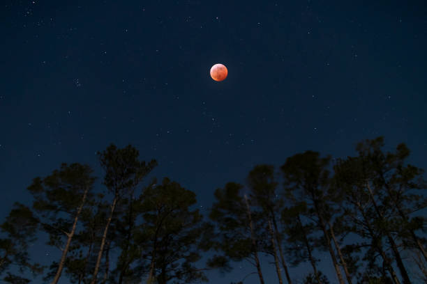 スーパー血狼月東部ノースカロライナ州の松の木の上 - super moon ストックフォトと画像