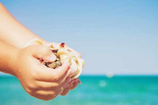 istock Shells and starfish on the sea. summer photo. selective focus. 1097469532