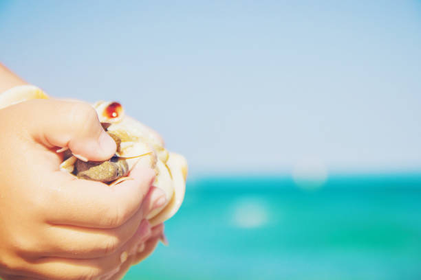 istock Shells and starfish on the sea. summer photo. selective focus. 1097469562