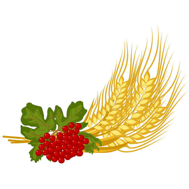 Bunch of wheat ears and viburnum twig - vector clipart Red fruits of kalyna and ripe golden spikelets of wheat are floral symbols of Ukraine viburnum stock illustrations