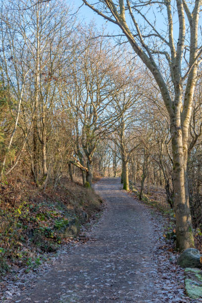 istock A winter walk in the forest 1097472582