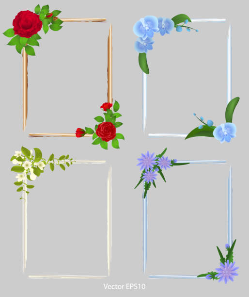 Set of frames for photos. decorated with flowers Set of frames for photos. decorated with flowers,  vector illustration white background chicory isolated white stock illustrations