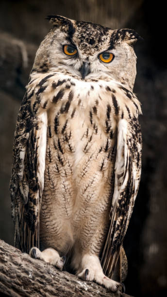 istock The adult Eurasian eagle owl sits on a tree branch 1097474830