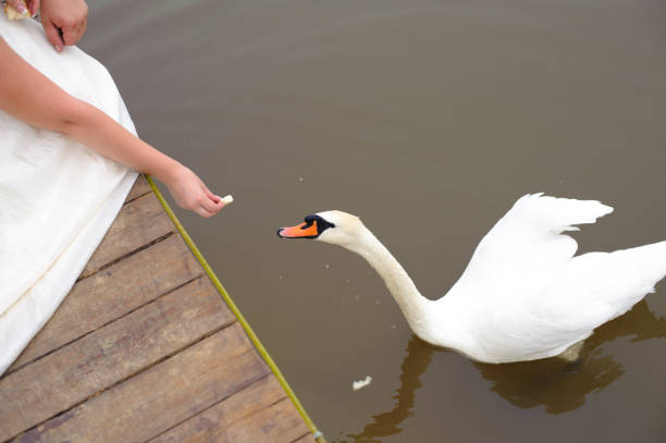 Domestic and wild animals, birds and insects. Nature.