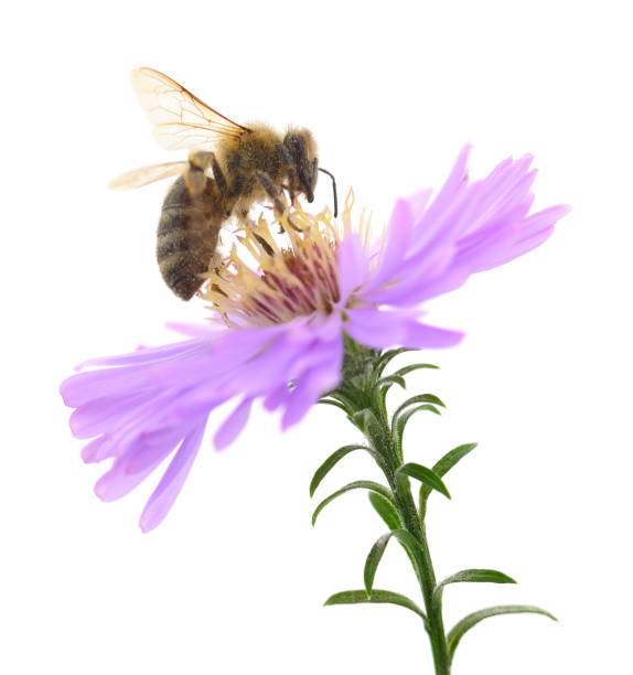 istock Honeybee and blue flower 1097481786