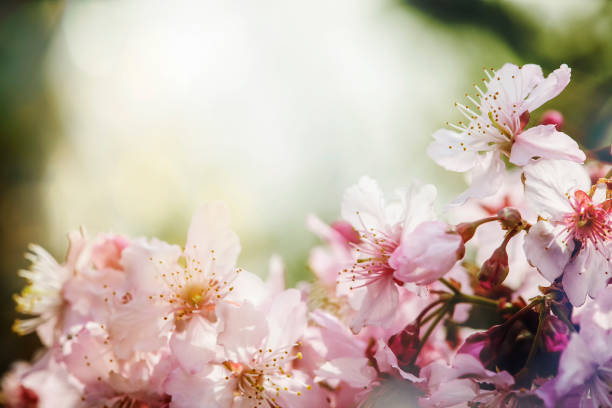 istock Sakura Flower or Cherry Blossom With Beautiful Nature Background 1097482512