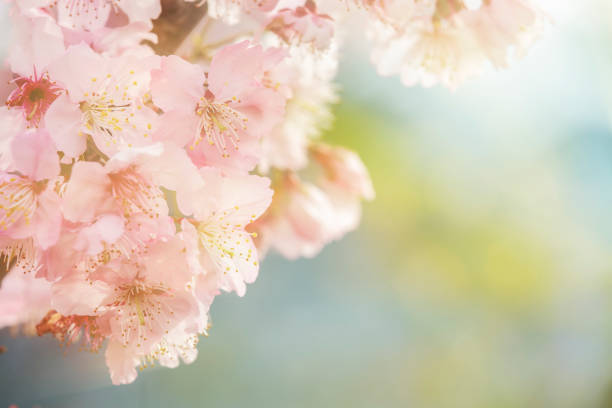 istock Sakura Flower or Cherry Blossom With Beautiful Nature Background 1097482542