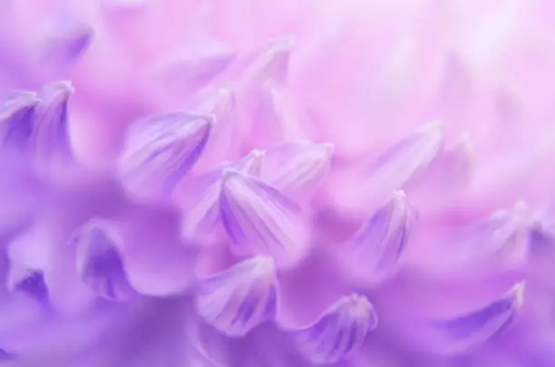 Pearl Pink Lilac Ultra Violet Kiss Chrysanthemum Petals Ombre Purple Floral Pattern Macro Photography