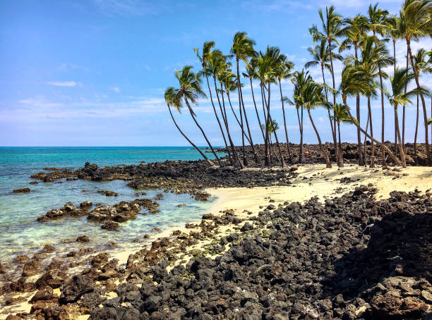 istock Coconut palms at Kekaha Kai State Park 1097485728