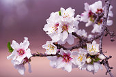 Almond Tree Flowers Pink White Purple Blossom Branch Spring Background Macro Photography