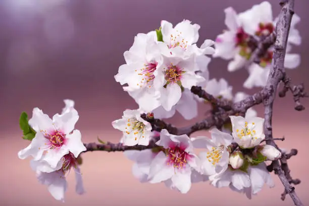 Almond Tree Flowers Pink White Purple Blossom Branch Spring Holiday Background Macro Photography Copy space
