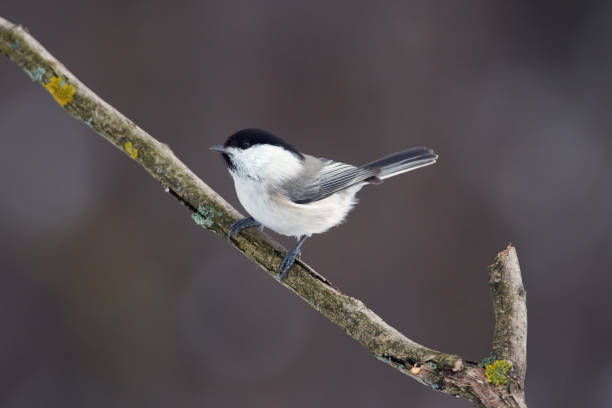 istock Willow tit (Poecile montanus) sits on a branch covered with lichen in a forest park on a cloudy day. 1097491640