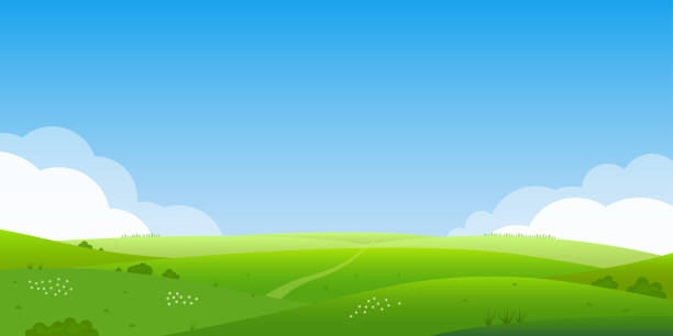 夏の風景の背景。フィールドまたは緑の草、花の丘と草原。青い空と雲と水平線。ファームと田舎の風景。ベクトルの図。 - grass green landscape field点のイラスト素材／クリップアート素材／マンガ素材／アイコン素材
