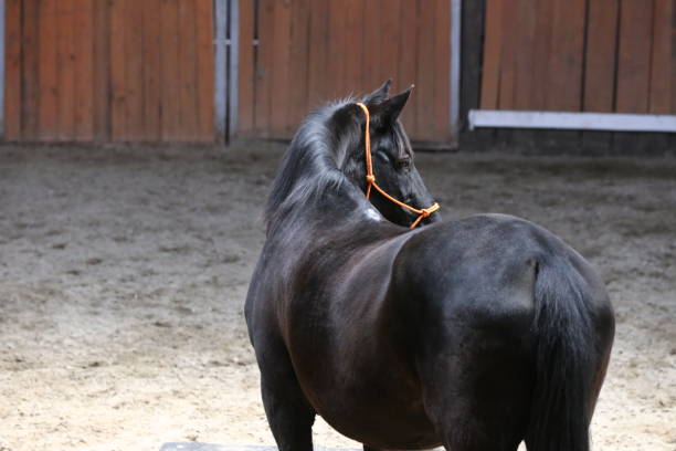 istock Saddle horse posing for camera in riding hall during training 1097496118