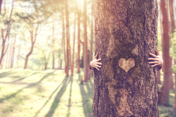 mani ravvicinate di donna che abbraccia l'albero con la forma del cuore, copia lo spazio. - nature spring new life tree foto e immagini stock
