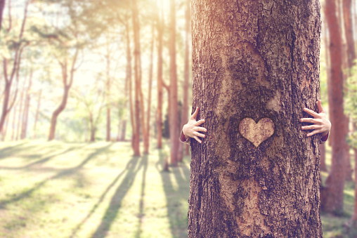 Closeup hands of woman hugging tree with heart shape, copy space.