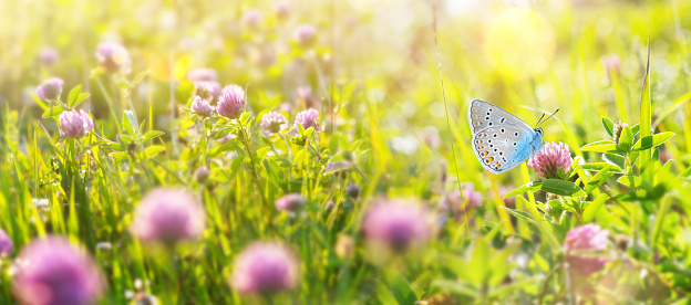 Summer landscape with  beautiful butterfly on the blooming flowers of clover