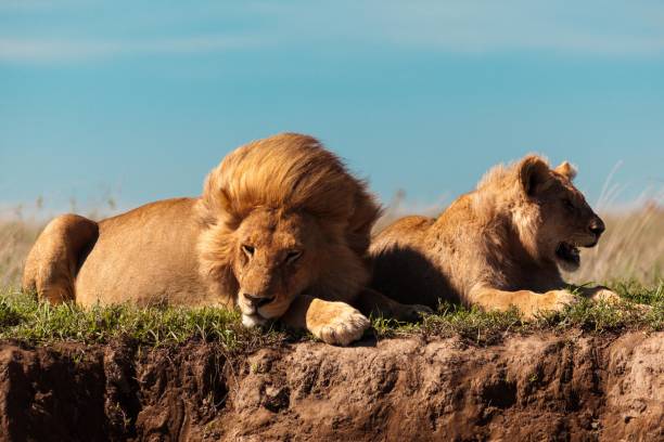 istock Old wild lion with his son 1097497922