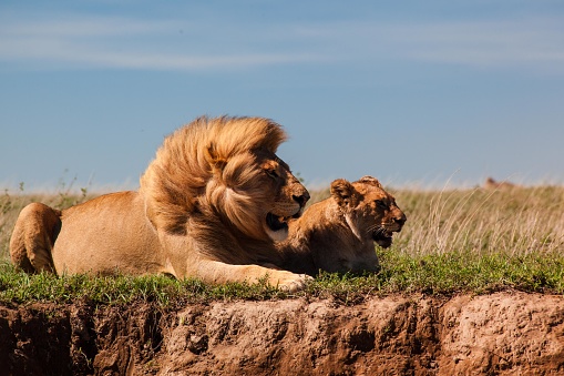 Old wild lion with his son