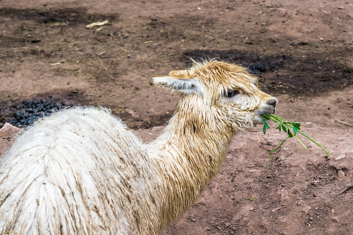 Shaggy Lama chews grass in the mountainous Peruvian pasture.