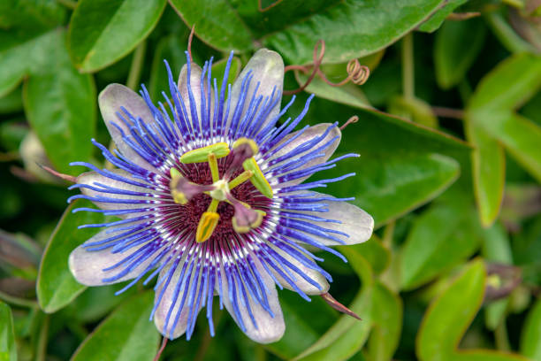 istock Passion flower in San Francisco ,USA 1097498634