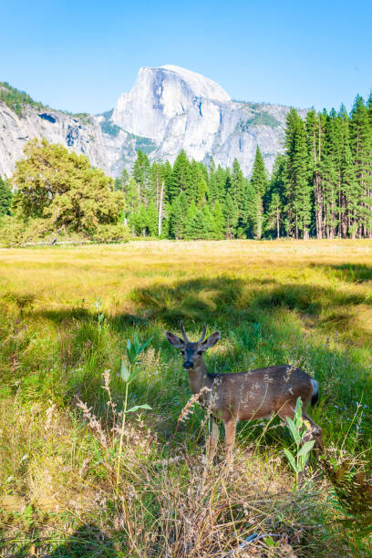 istock Tree and Half Dome Yellowstone in California USA 1097498724