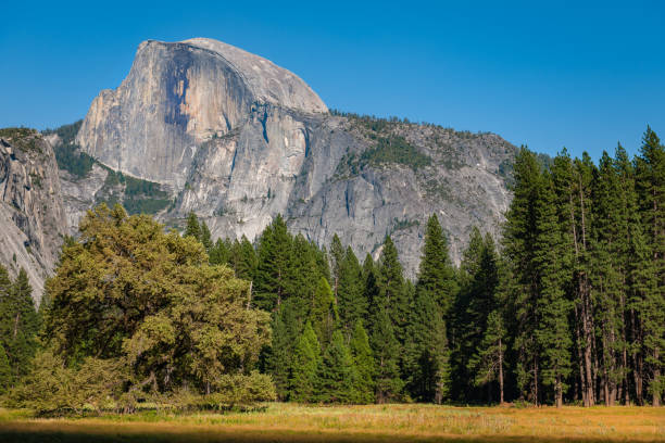 istock Tree and Half Dome Yellowstone in California USA 1097498726