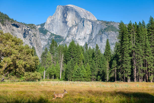 istock Tree and Half Dome Yellowstone in California USA 1097498732
