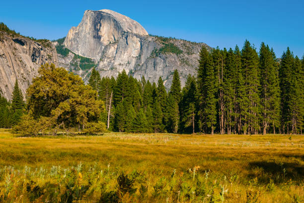 istock Tree and Half Dome Yellowstone in California USA 1097498772