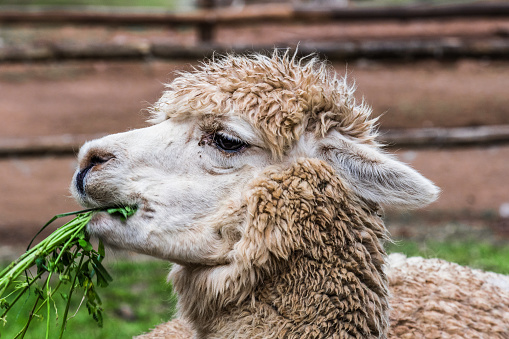Mountain Alpaca chews grass in the paddock on a high Peruvian farm