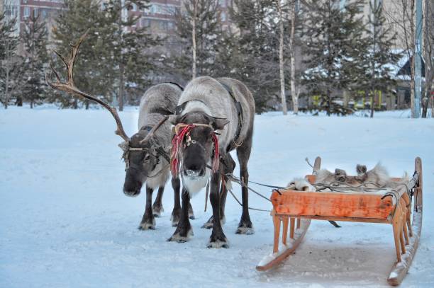 istock Deer team Khanty sledges in winter 1097501480