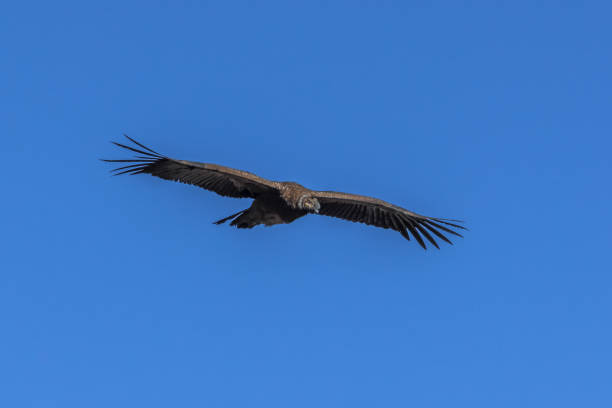 istock Condor flies over the Andes 1097501716