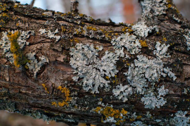 istock Parmelia sulcata lichen on a tree bark trunk 1097504836