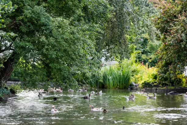 Greylag geese flock with orange bill beaks swimming in London, UK St James Park green lake pond in summer, water ripples surface landscape