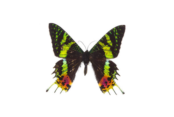 istock beautiful green tropical butterfly on a white isolated background 1097505082